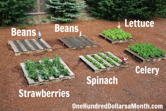 wood pallet garden