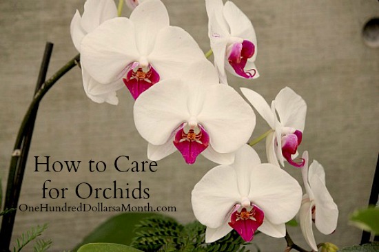 how to care for orchids one hundred dollars a month how to care for orchids one hundred dollars a month