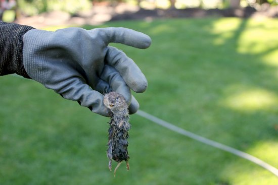 Do Mice Have Rabies? - One Hundred Dollars a Month