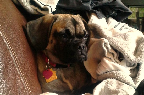how much are puppies supposed to eat the puggle goes to the vet how much are puppies supposed to eat the puggle goes to the vet