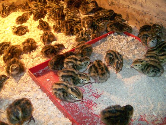 Baby Quail Eggs Hatching - One Hundred Dollars a Month
