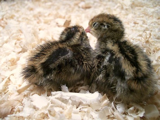 Baby Quail Eggs Hatching One Hundred Dollars a Month