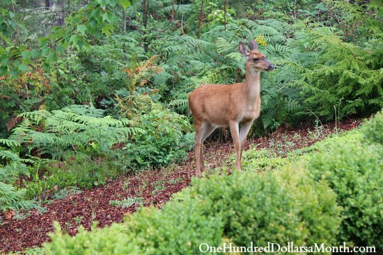 How to Keep Deer Out of Your Garden - Stop Feeding Them!