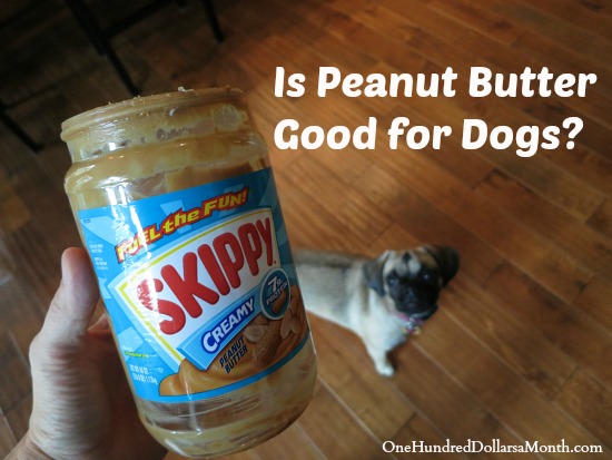 is peanut butter safe for puppies is peanut butter for dogs is peanut butter safe for puppies is peanut butter for dogs