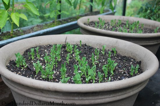 can dogs eat snap peas growing vegetables in a greenhouse sugar snap peas can dogs eat snap peas growing vegetables in a greenhouse sugar snap peas