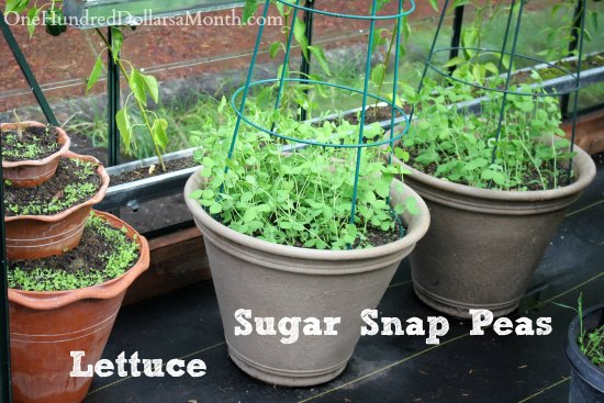 can dogs eat snap peas growing vegetables in a greenhouse harvesting tomatoes can dogs eat snap peas growing vegetables in a greenhouse harvesting tomatoes