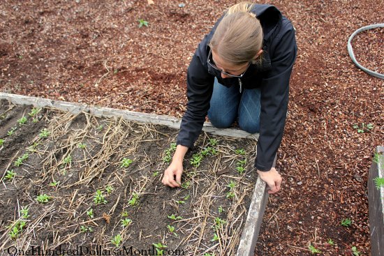 Fall Vegetable Gardening - Planting Peas and Thinning Beets - One