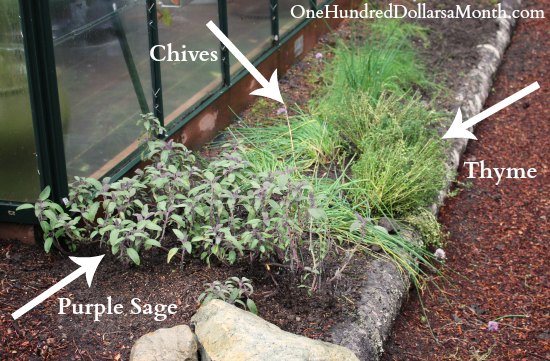 Creating a New Perennial Herb Garden - One Hundred Dollars a Month
