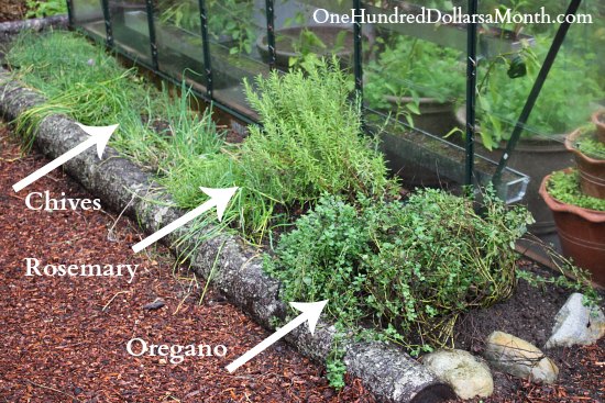 Creating a New Perennial Herb Garden - One Hundred Dollars a Month