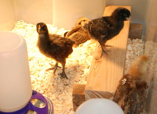 Her baby chicks needed a home so she got right to work creating a new 