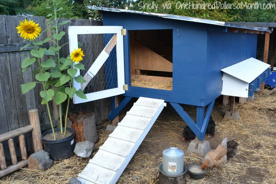 Cool Chicken Coops