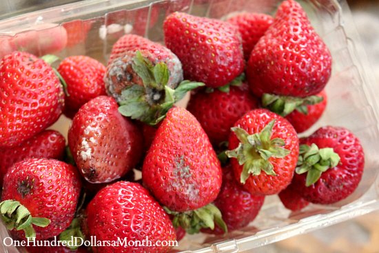 are strawberries bad for dogs food waste in america does one bad apple really spoil the whole bunch are strawberries bad for dogs food waste in america does one bad apple really spoil the whole bunch