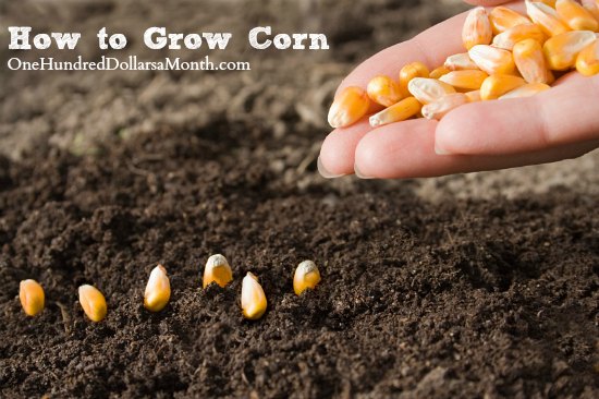 How to Grow Corn {Start to Finish} - One Hundred Dollars a ...