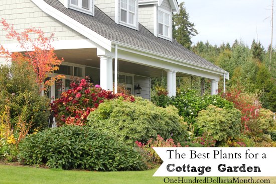 the best plants for a cottage garden one hundred dollars the best plants for a cottage garden one hundred dollars