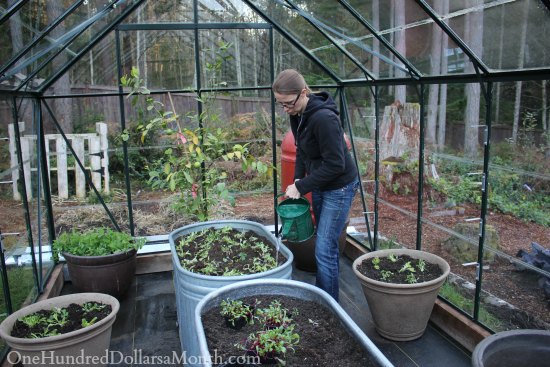 Winter Gardening - Growing Lettuce in a Greenhouse - One Hundred