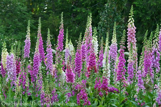 the best plants for a cottage garden one hundred dollars the best plants for a cottage garden one hundred dollars