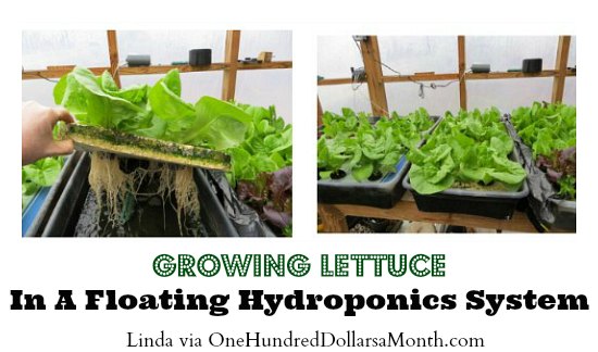 Growing Lettuce In A Floating Hydroponics System