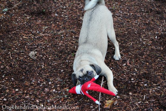 http://www.onehundreddollarsamonth.com/wp-content/uploads/2013/12/Elf-on-the-Shelf-Attacked-By-Puggle-Dog.jpg