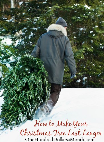 how to make your christmas tree last longer how to make your christmas tree last longer
