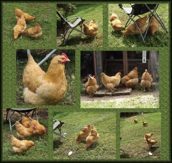 buff orpington chickens