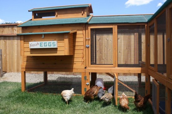Chicken Coop Pictures from Sandpoint, Idaho