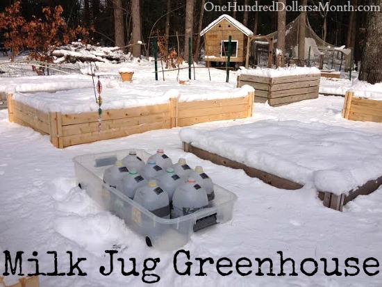 DIY Milk Jug Greenhouse Winter Sowing DIY Milk Jug Greenhouse Winter Sowing