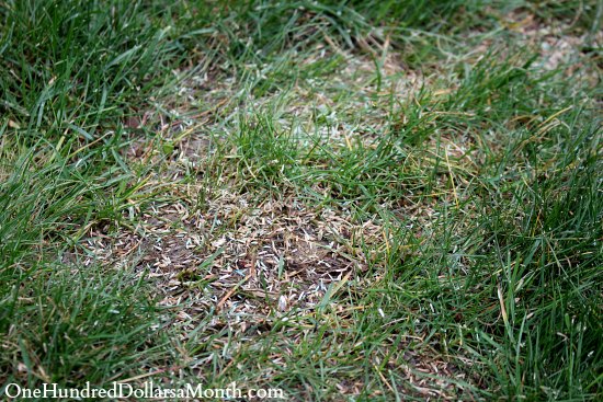 Tips for Reseeding Your Lawn in the Spring One Hundred