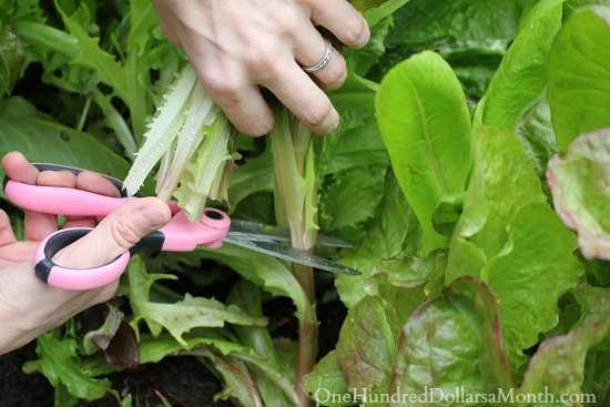 Tips for Harvesting Lettuce So it Will Keep Growing - One Hundred