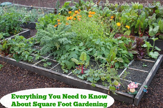 Everything You Need to Know About Square Foot Gardening