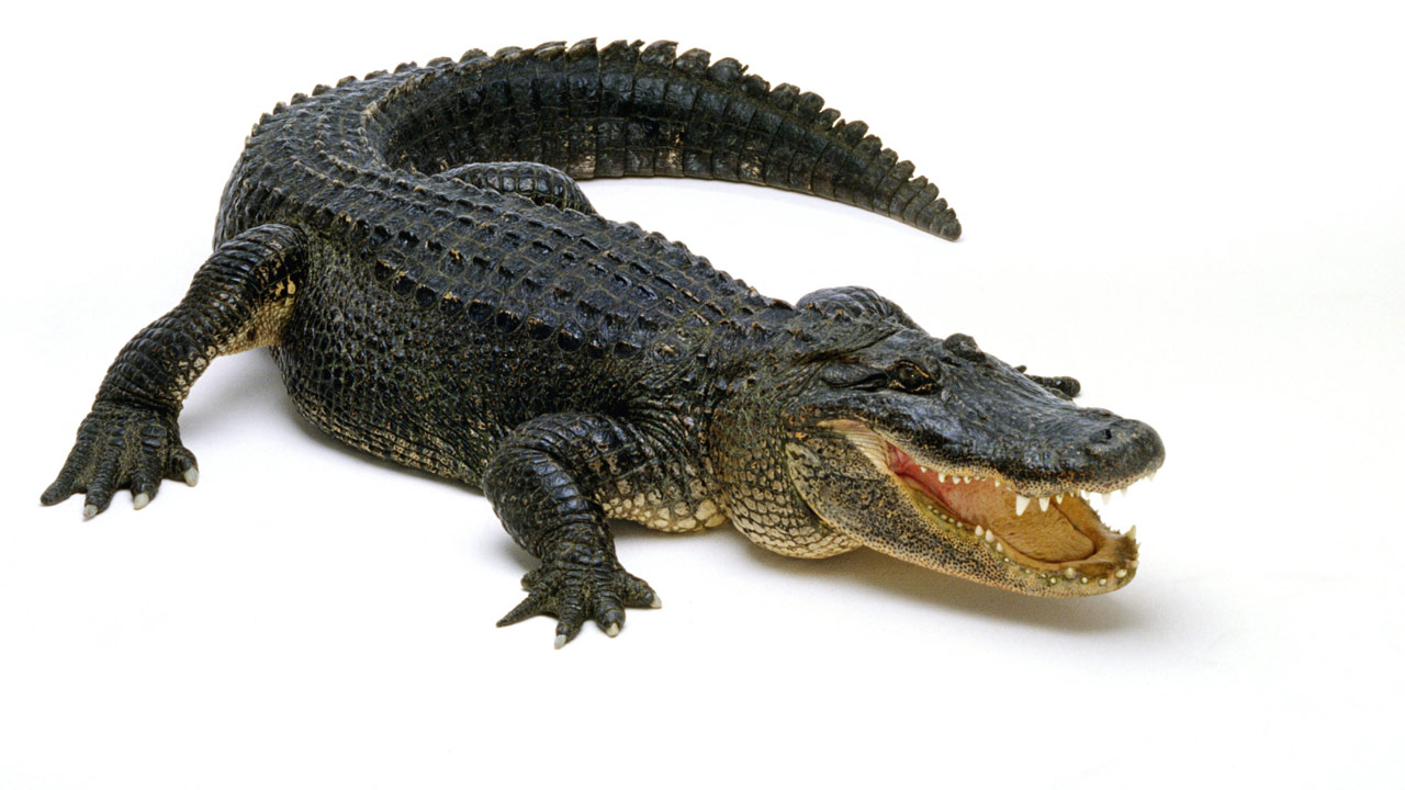 Crocodile Shoes White Crocodile Shoes White
