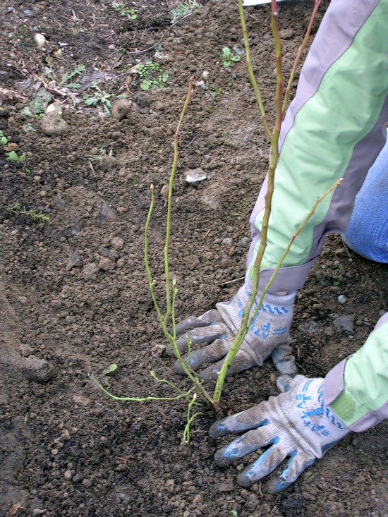 The Blueberries Have Arrived