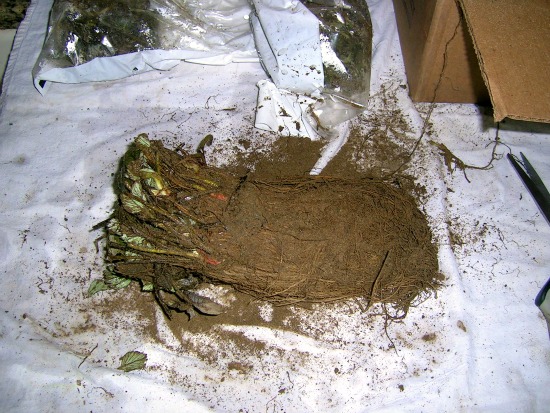 The Strawberries Have Arrived