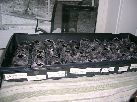 Dreaming of Tomatoes