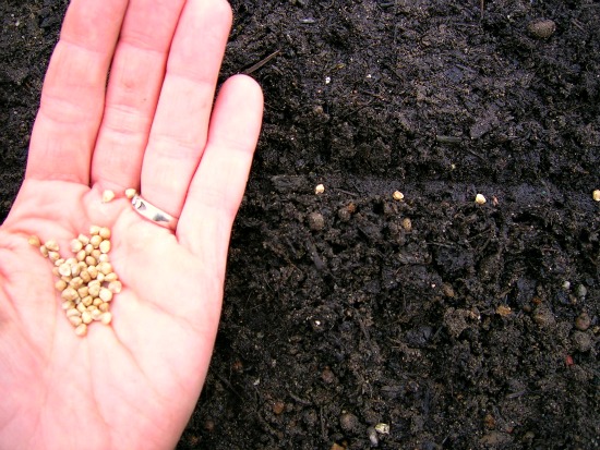 Today I Planted Spinach