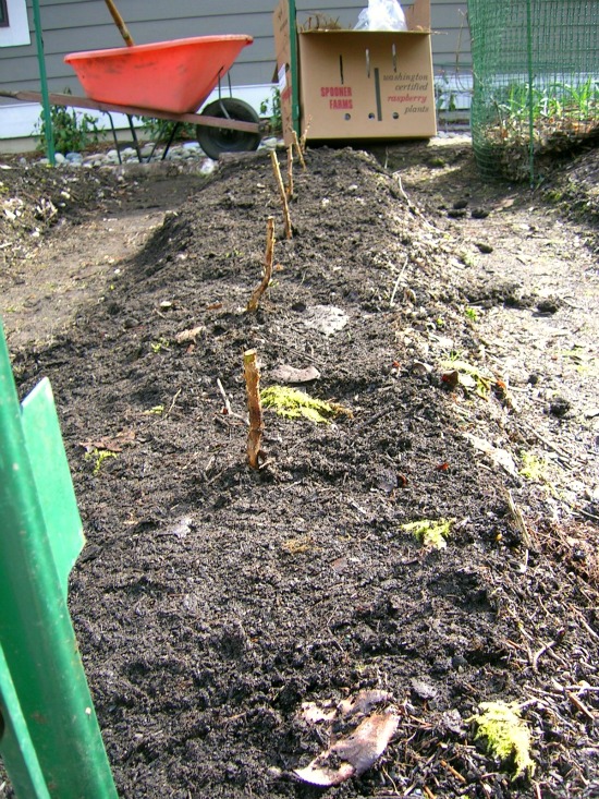 How to Plant Raspberry Canes One Hundred Dollars a Month