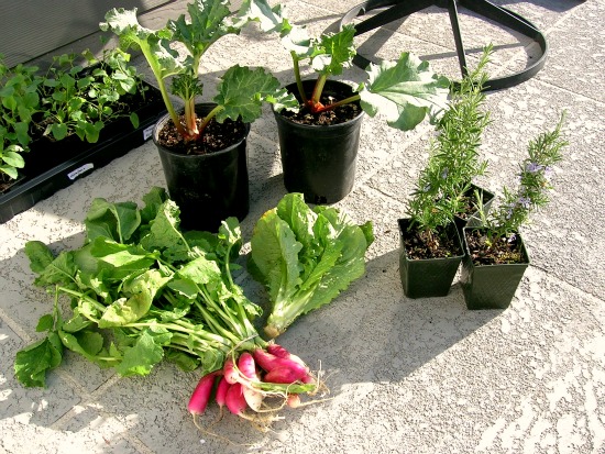 Finds From the Farmers Market