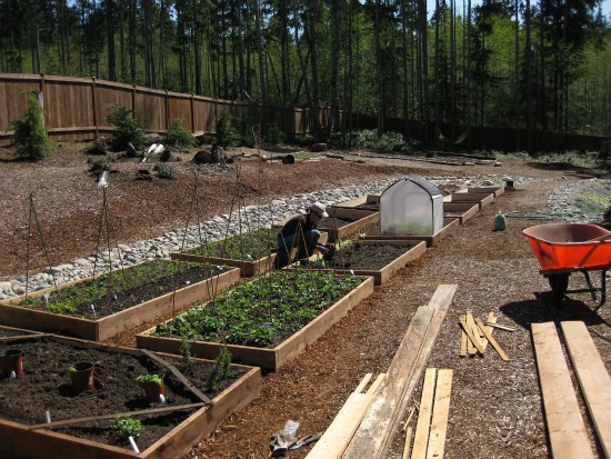 Setting the Tomato Plants Out