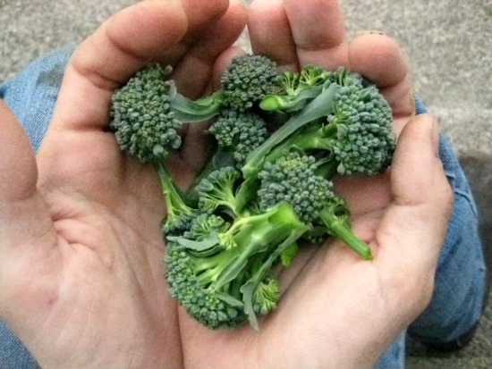 The Great Broccoli Harvest