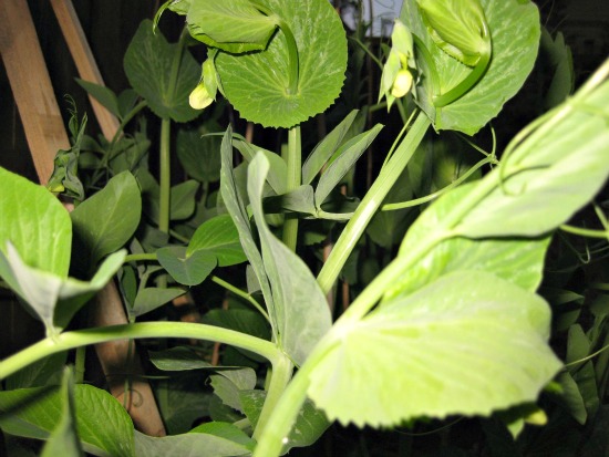 Pea Flowers