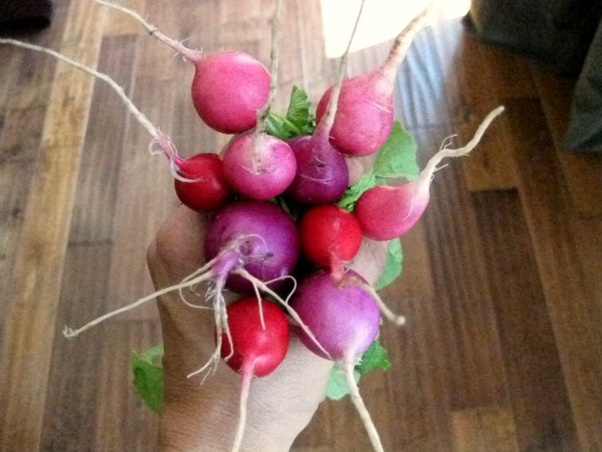 Radish Bouquet