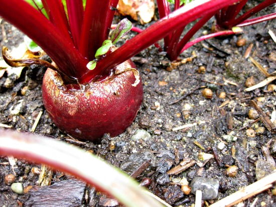 how to grow raspberries Archives - One Hundred Dollars a Month