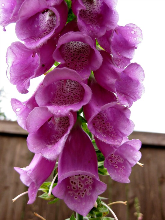 how to grow raspberries Archives - One Hundred Dollars a Month