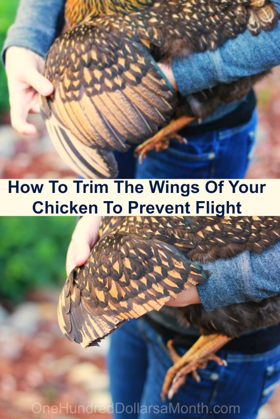 How to clip chicken wings one hundred dollars a month