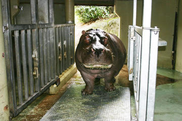 Guess the Hippos’ Weight, Win a Bucket of Zoo Doo