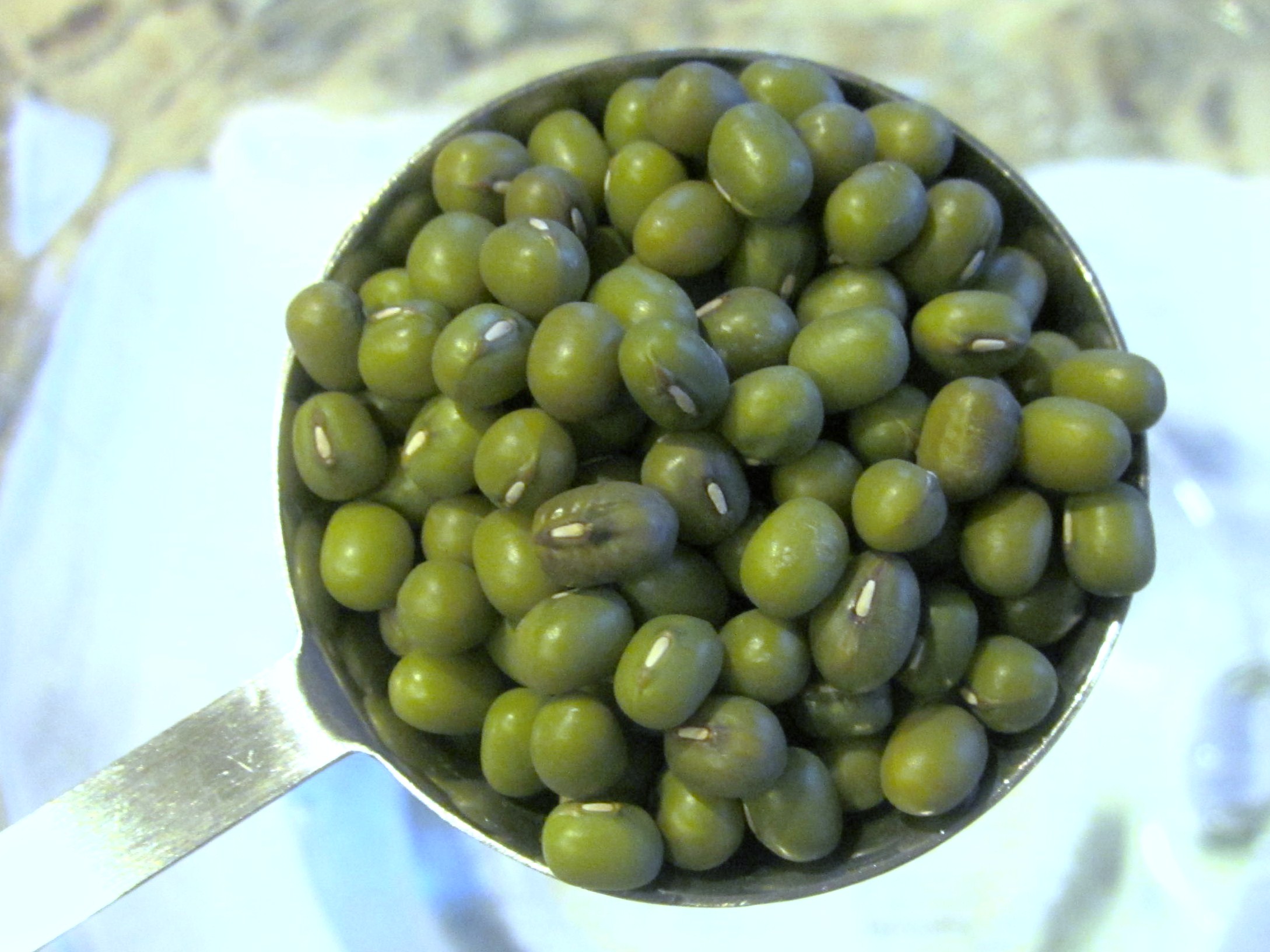 How to Grow Mung Bean Sprouts {Start to Finish}