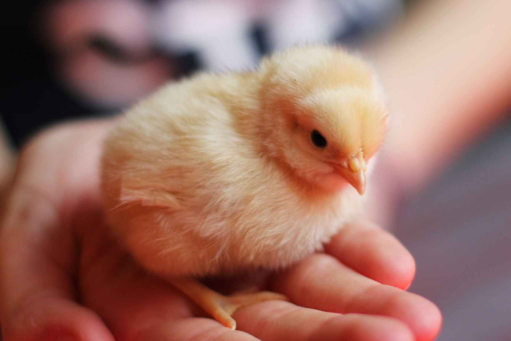 Chick 1. Цыганский цыплёнок. Цыган и цыпленок картинка. Фото цыган цыпленок цыпочки цыц. Baby Chicken aesthetic.