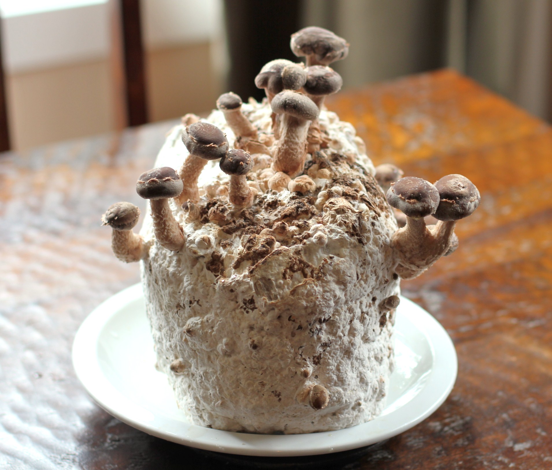 How to Grow Shiitake Mushrooms at Home