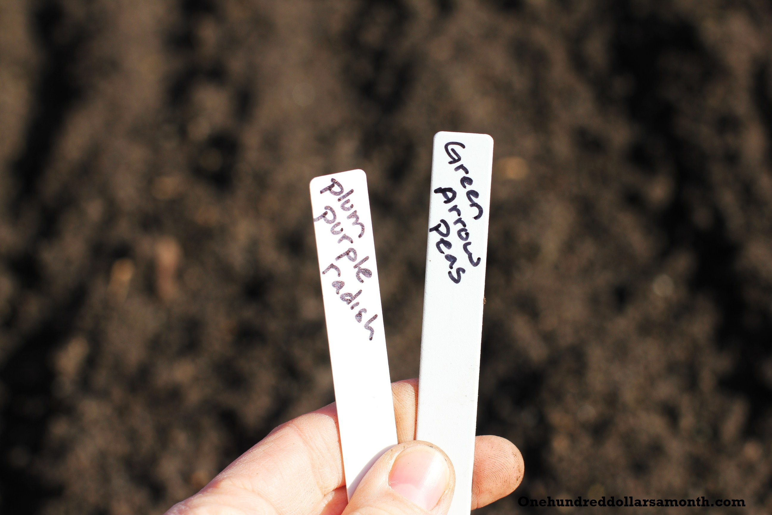 How to Plant Peas