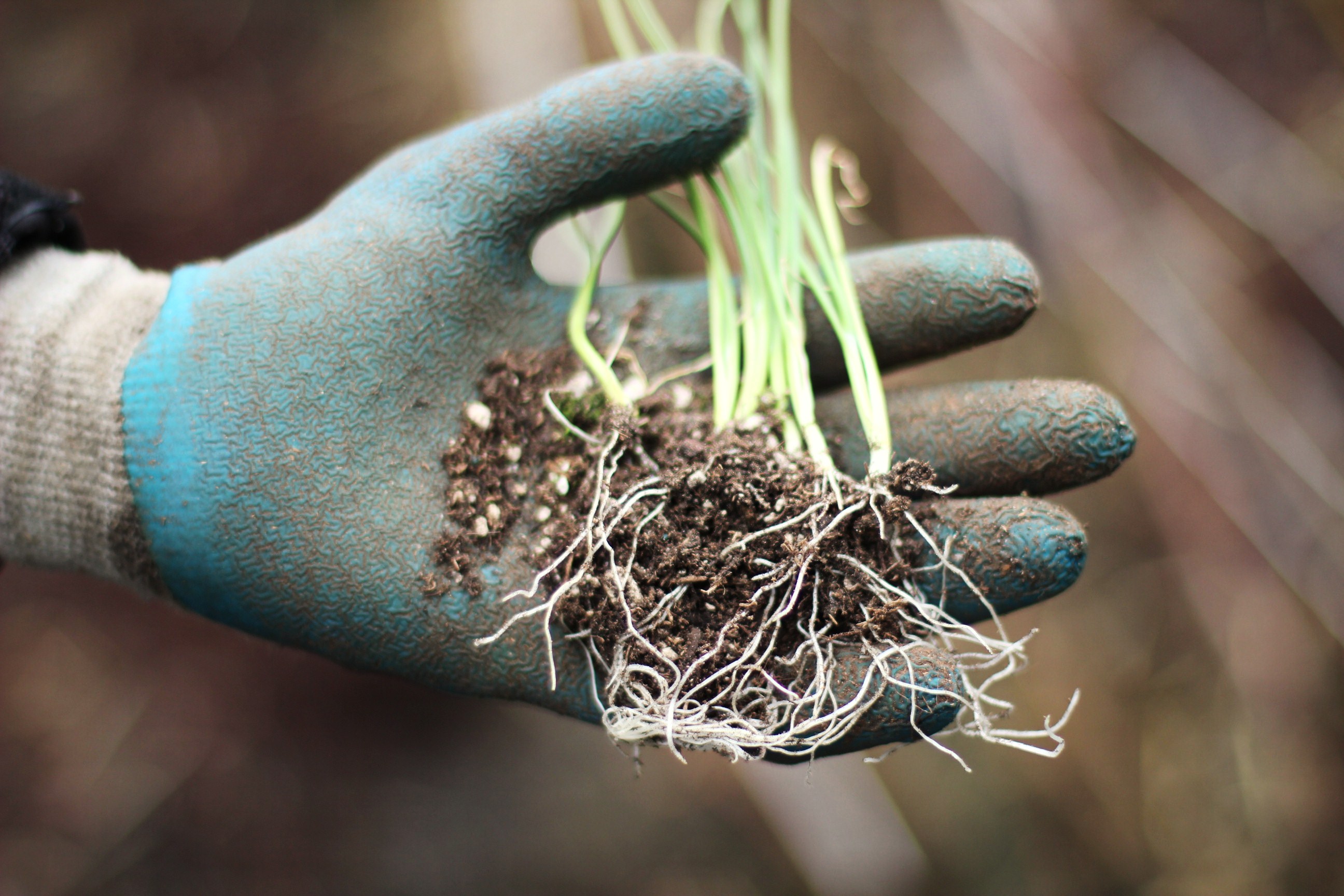 How to Grow Your Own Food: Planting Onion Seedlings