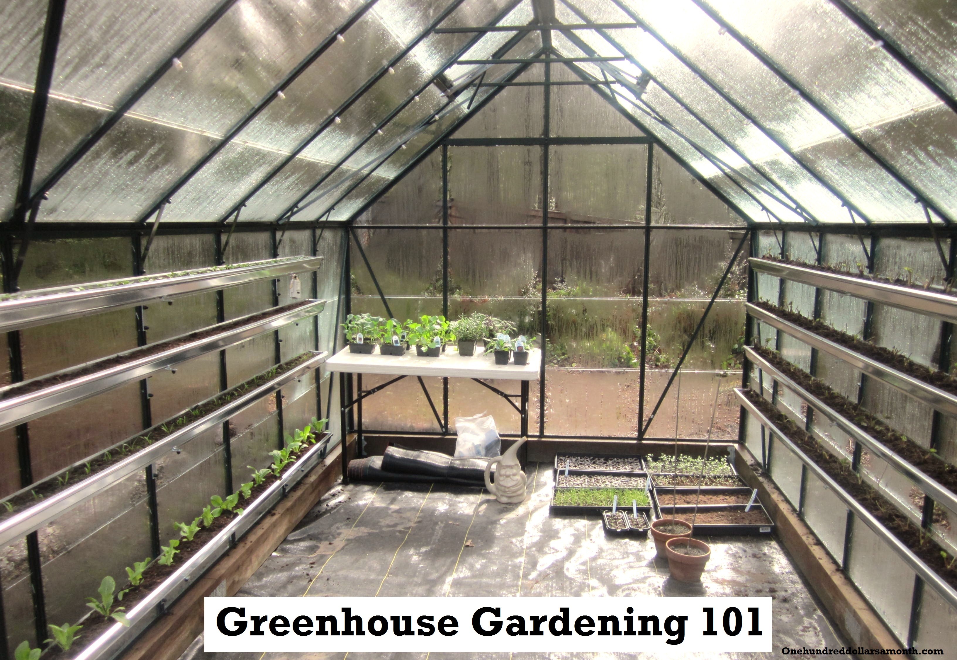 How to Grow Food In a Greenhouse Planting Vegetable Starts One Hundred Dollars a Month